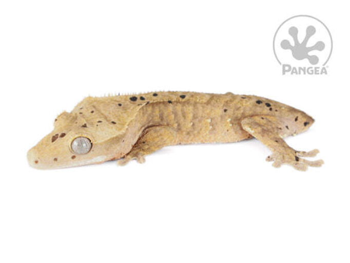 dalmation crested gecko