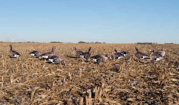 Banded - GHG Pro Grade FFD Specklebelly Goose Silhouette Decoys ...